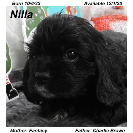 puppy, for, sale, Cocker Spaniel, Joe & Cherri  Overlease, dog, breeder, Miller, MO, dog-breeder, puppy-for-sale, forsale, nearby, find, puppyfind, locator, puppylocator, aca